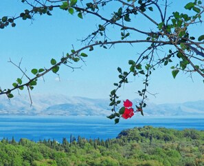 Miscellaneous - Anna Castello (Corfu)