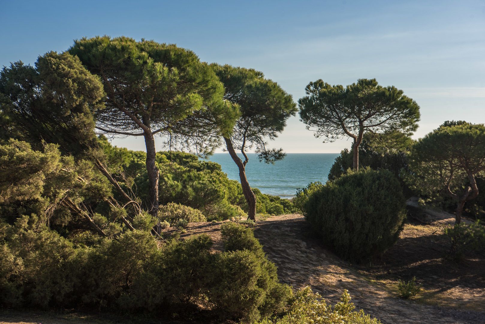 Camino costero bordeado de densos pinos y con vista despejada al mar.
