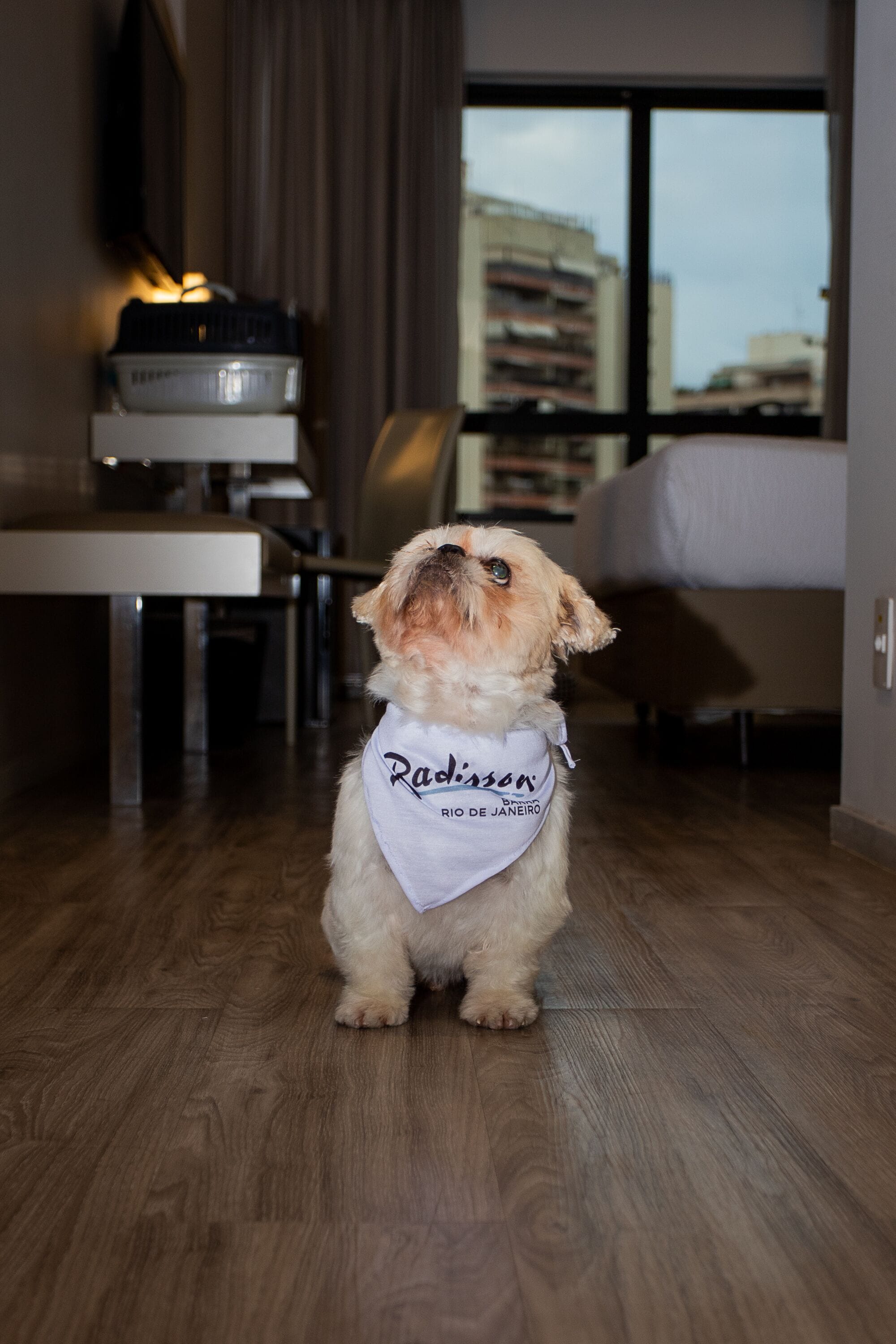Un perro pequeño con una bandana blanca sentado en un piso de madera en una habitación de hotel.