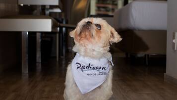 Un perro pequeño con una bandana blanca sentado en un piso de madera en una habitación de hotel.