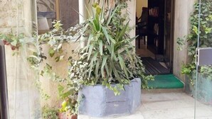 Un patio con una planta grande en maceta, un muro de piedra y una puerta que da a una habitación.