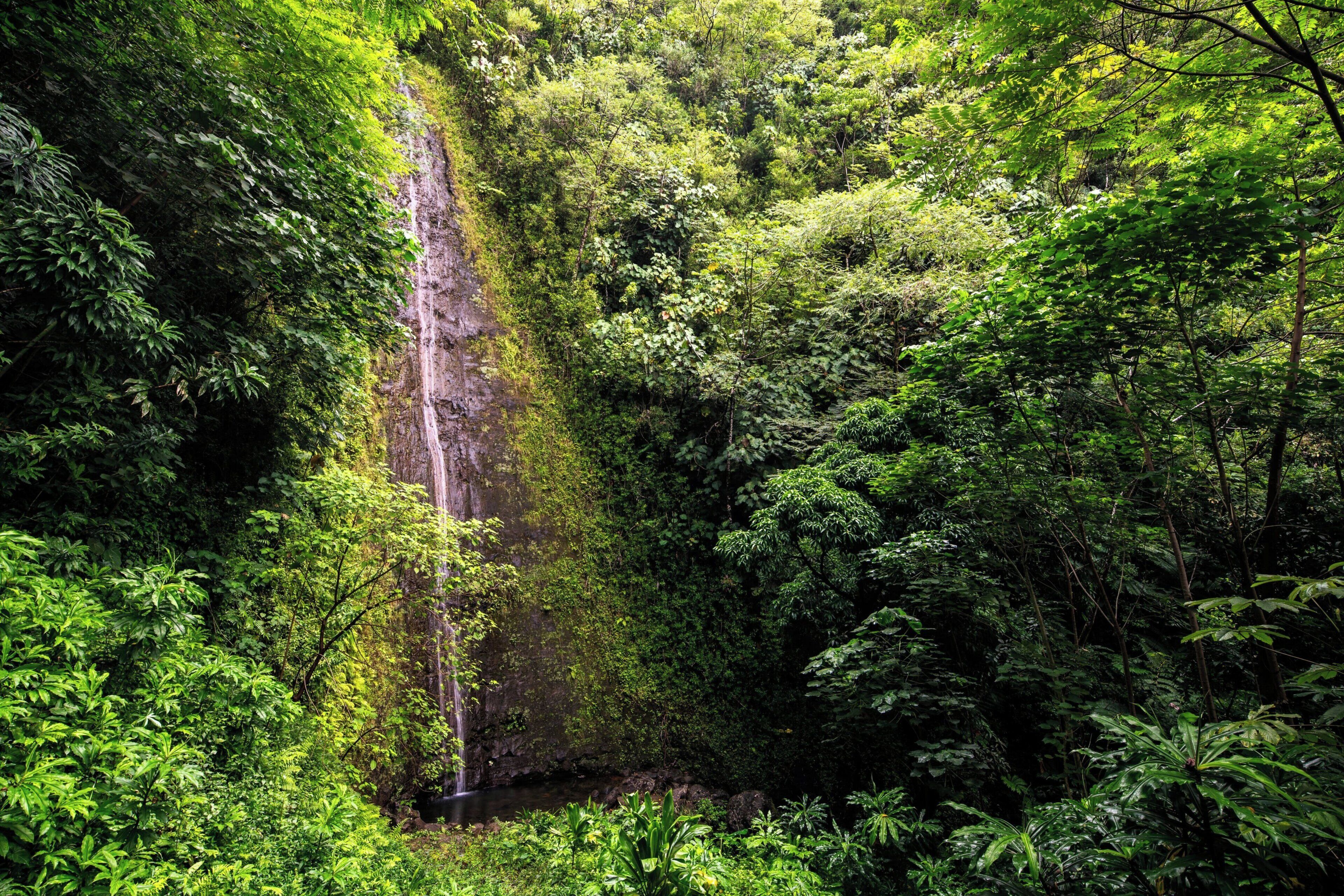 A lush forest with a waterfall.