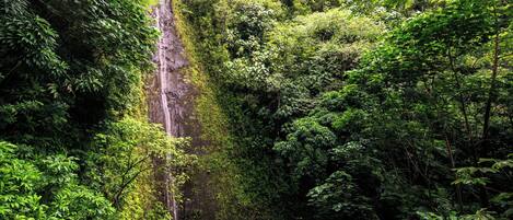 A lush forest with a waterfall.