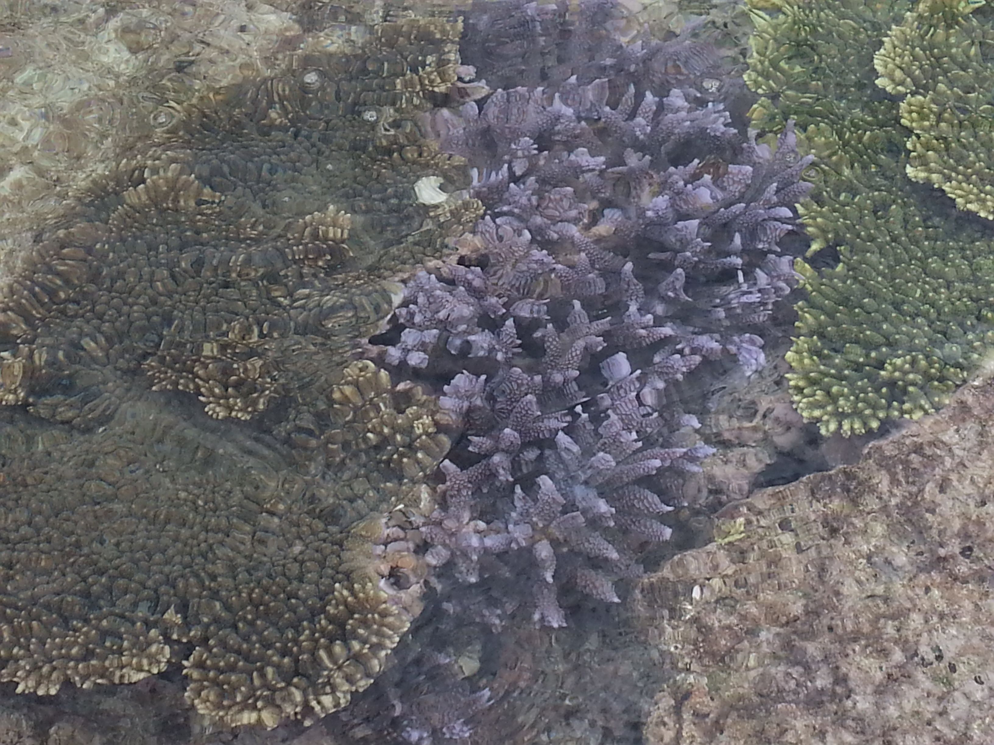 A close-up of a coral reef with various textures and formations.
