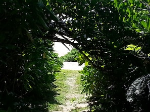 En smal stig omgiven av tät vegetation, som leder fram till en avlägsen byggnad.