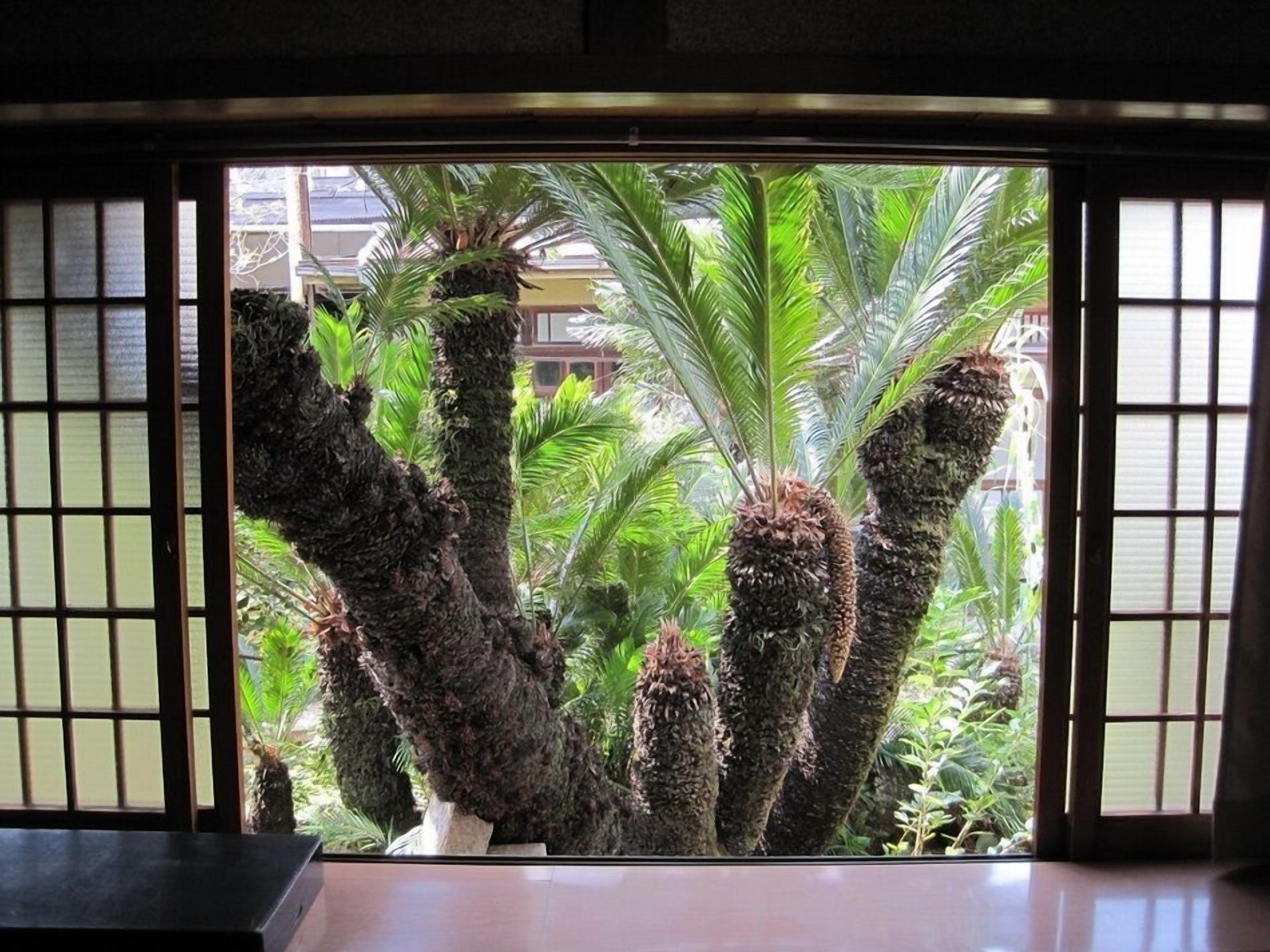 A traditional Japanese room with tatami flooring, a shoji screen, and a view of tropical plants outside.