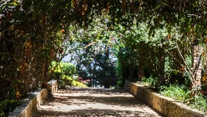 Un camino pavimentado bordeado por muros de piedra y abundante vegetación, que conduce a una vista distante.