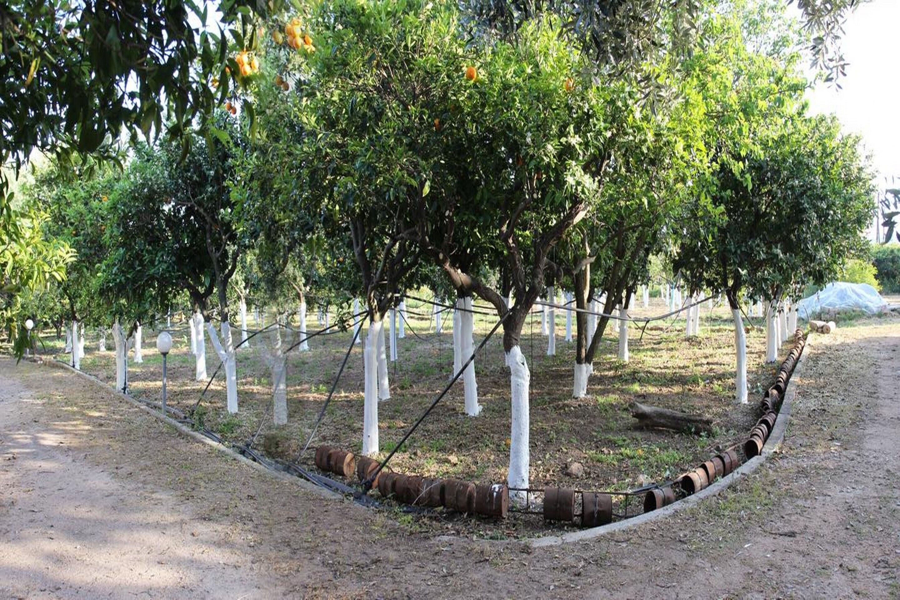 A vineyard with rows of trees supported by white stakes and metal cables.