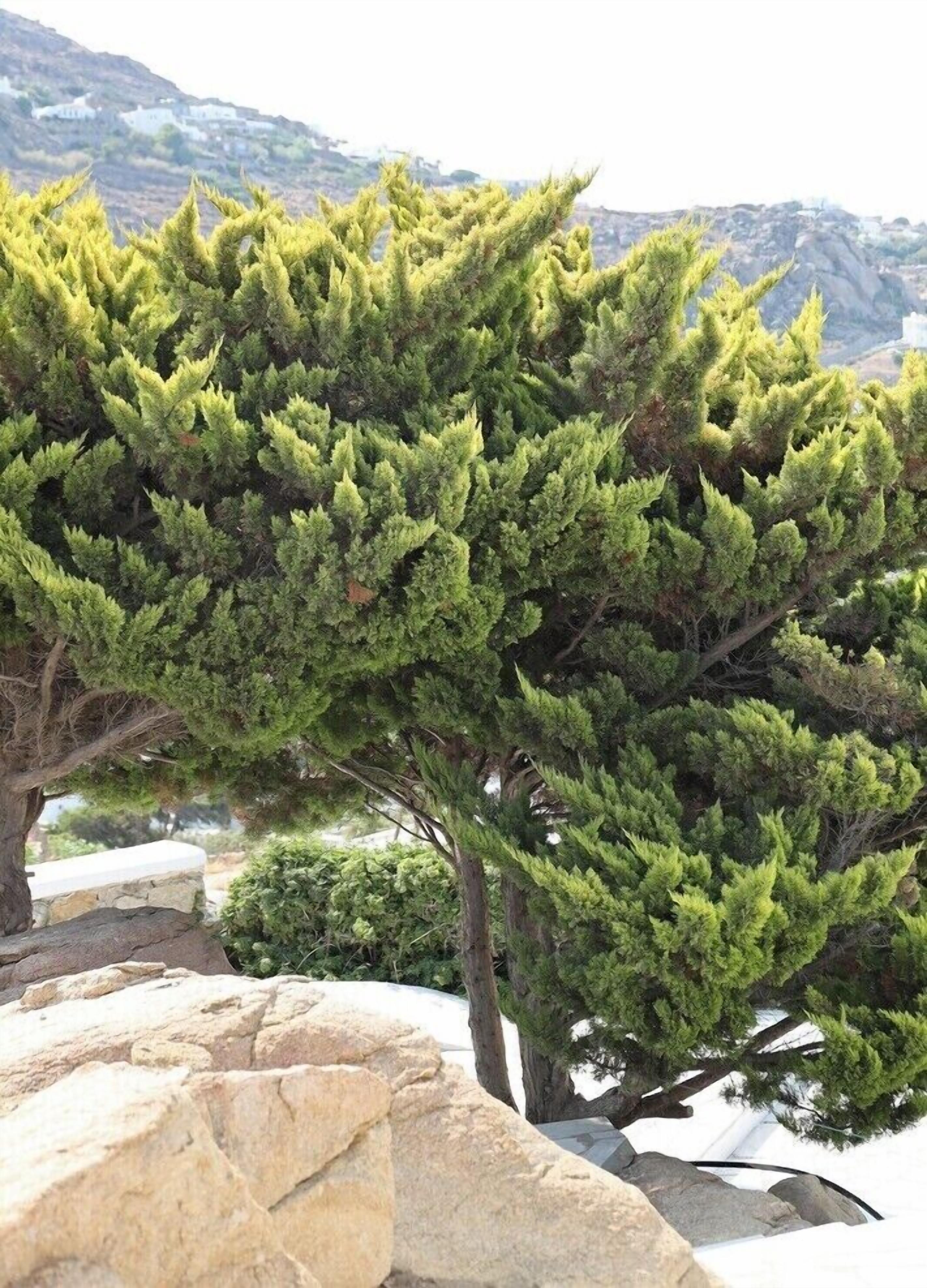 Photo - Adikri Villas & Suites