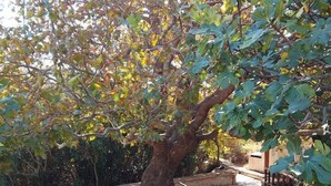 Un arbre planté dans un bac en pierre, situé dans une cour dallée et entourée d’une clôture en bois.