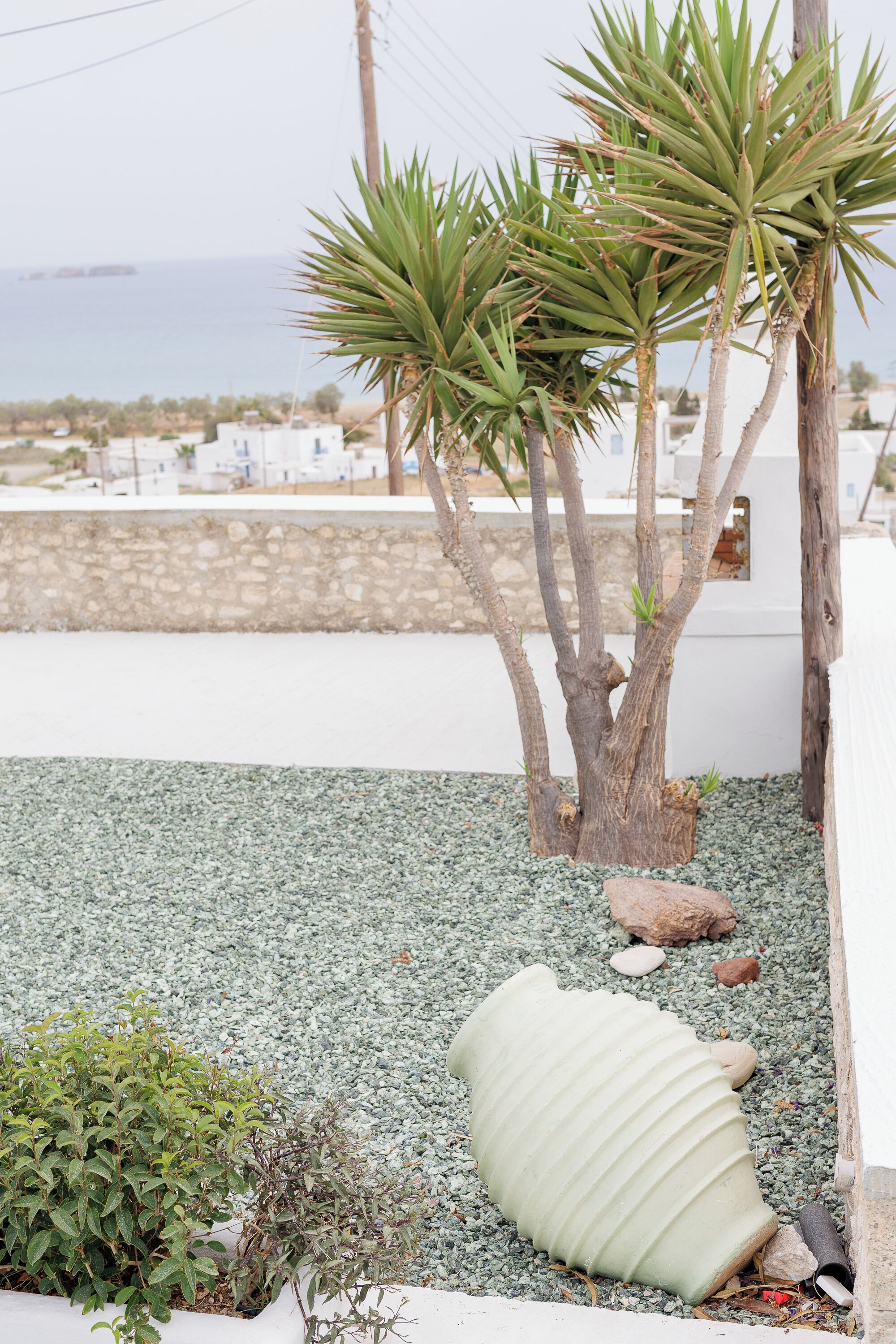 A garden with a palm tree, a white pot, and a rocky ground.