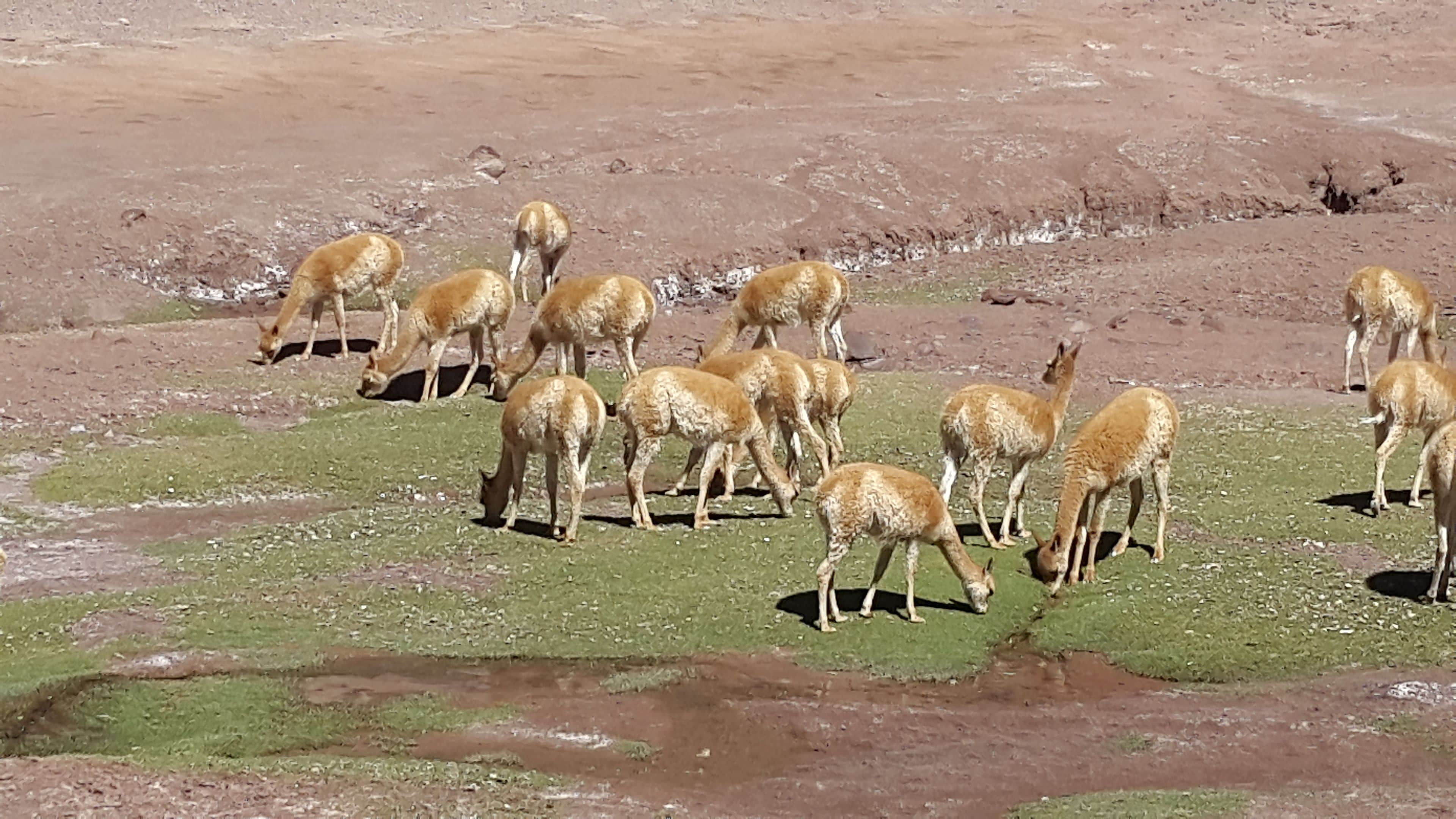 Un grupo de animales pastando en una zona cubierta de hierba, con un fondo de tierra.