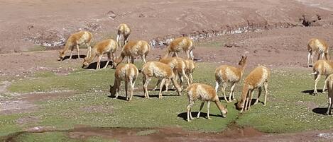 Un grupo de animales pastando en una zona cubierta de hierba, con un fondo de tierra.