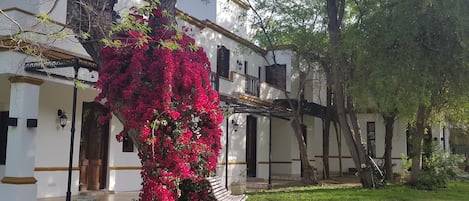 A white building with balconies, a garden with a red flowering plant, and a wooden bench.