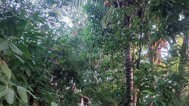A stone pathway flanked by lush greenery and trees, leading to a building with a visible entrance. - Hotel Casa Barcelona (Granada)