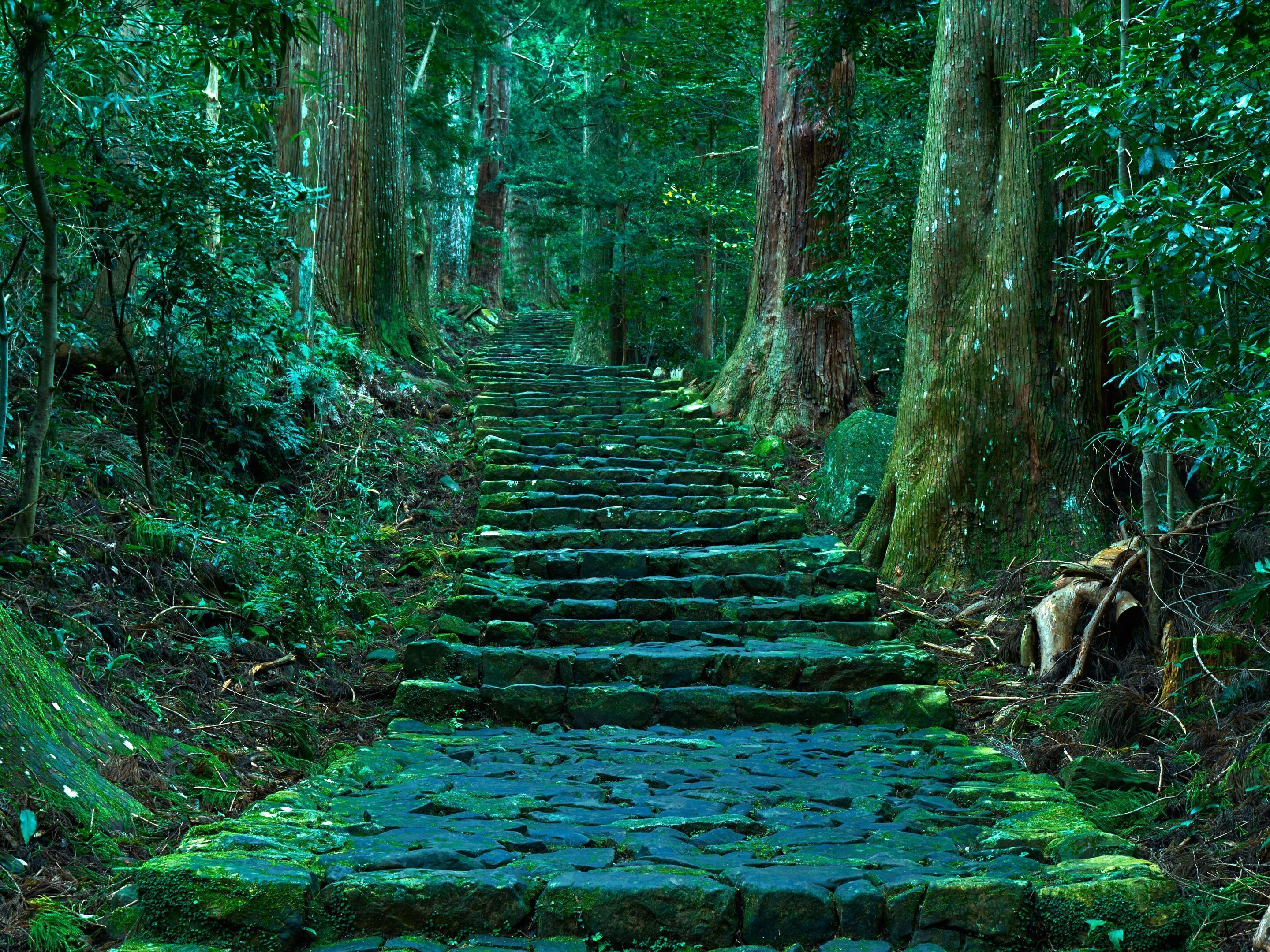 A stone staircase surrounded by dense forest.