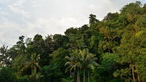 Un bosque denso de árboles altos y algunas palmeras.