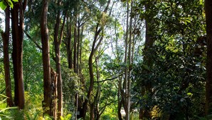 A cobblestone path flanked by lush greenery and trees, leading into a forested area. - Hotel Amomoxtli (Tepoztlán)