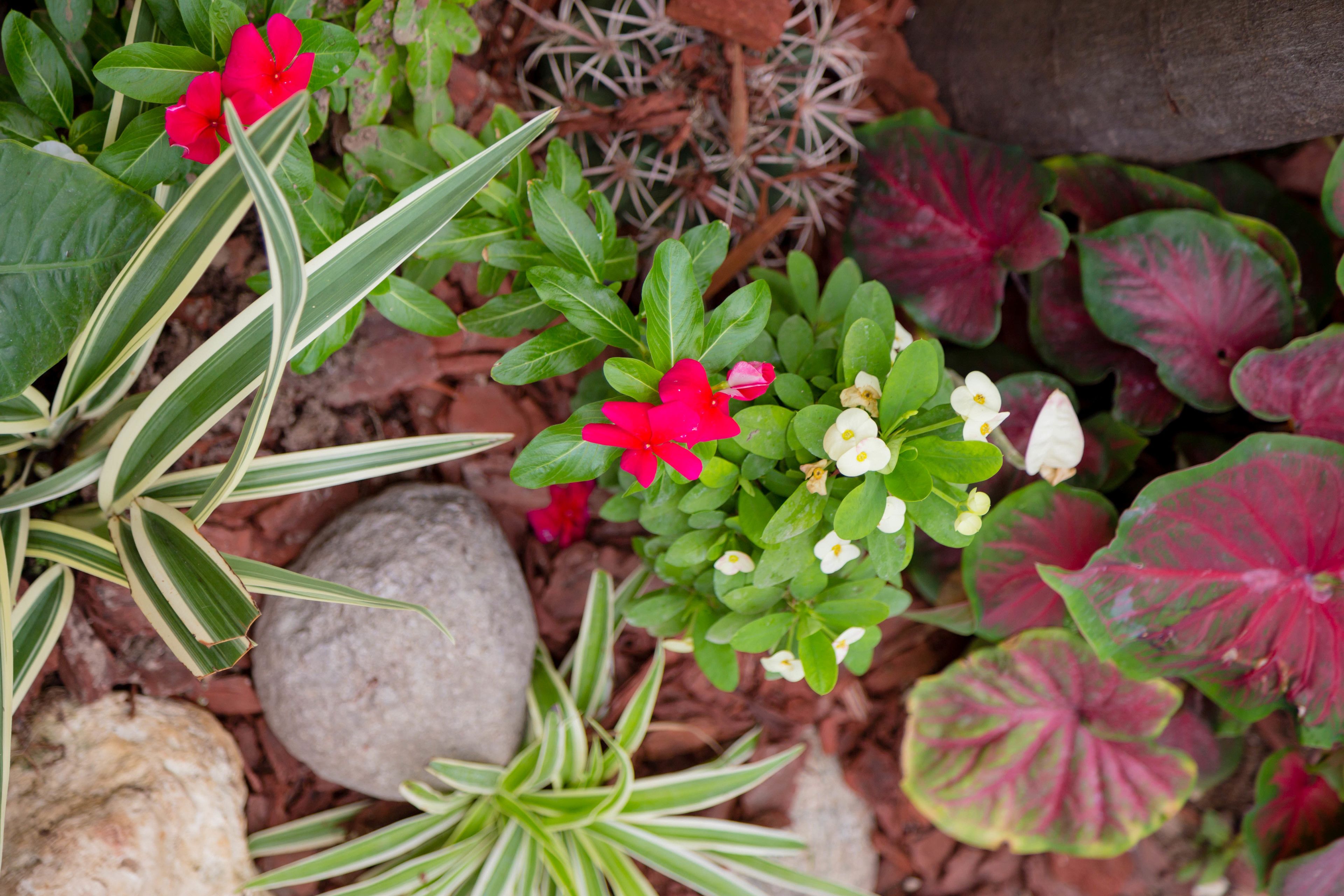 A garden with various plants and rocks.