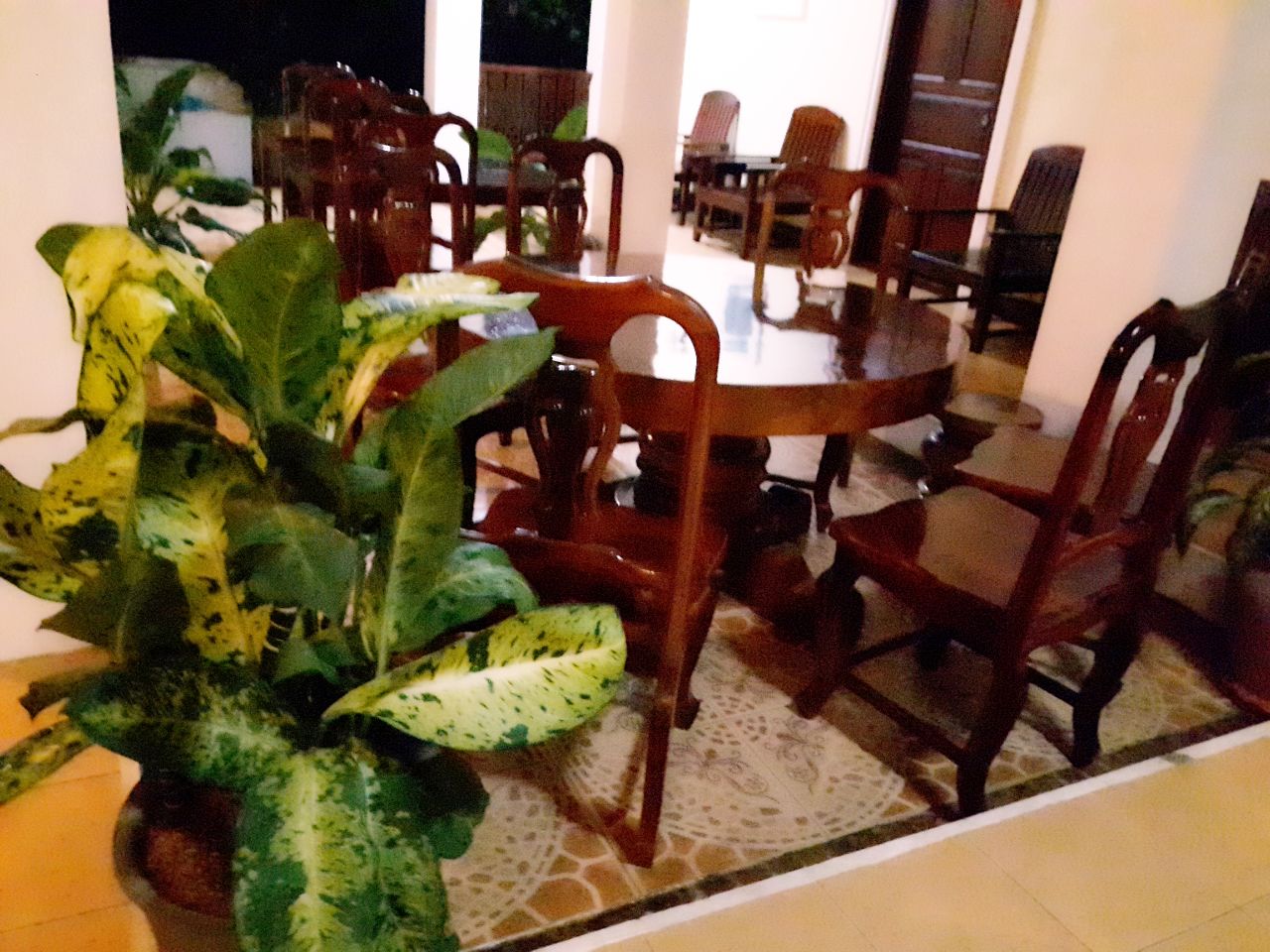 Un coin repas avec des chaises en bois et une table, entouré de plantes en pot.