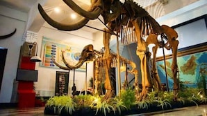 A large dinosaur skeleton exhibit in a museum with a high ceiling and modern lighting. - Mercure Bandung Nexa Supratman (Bandung)