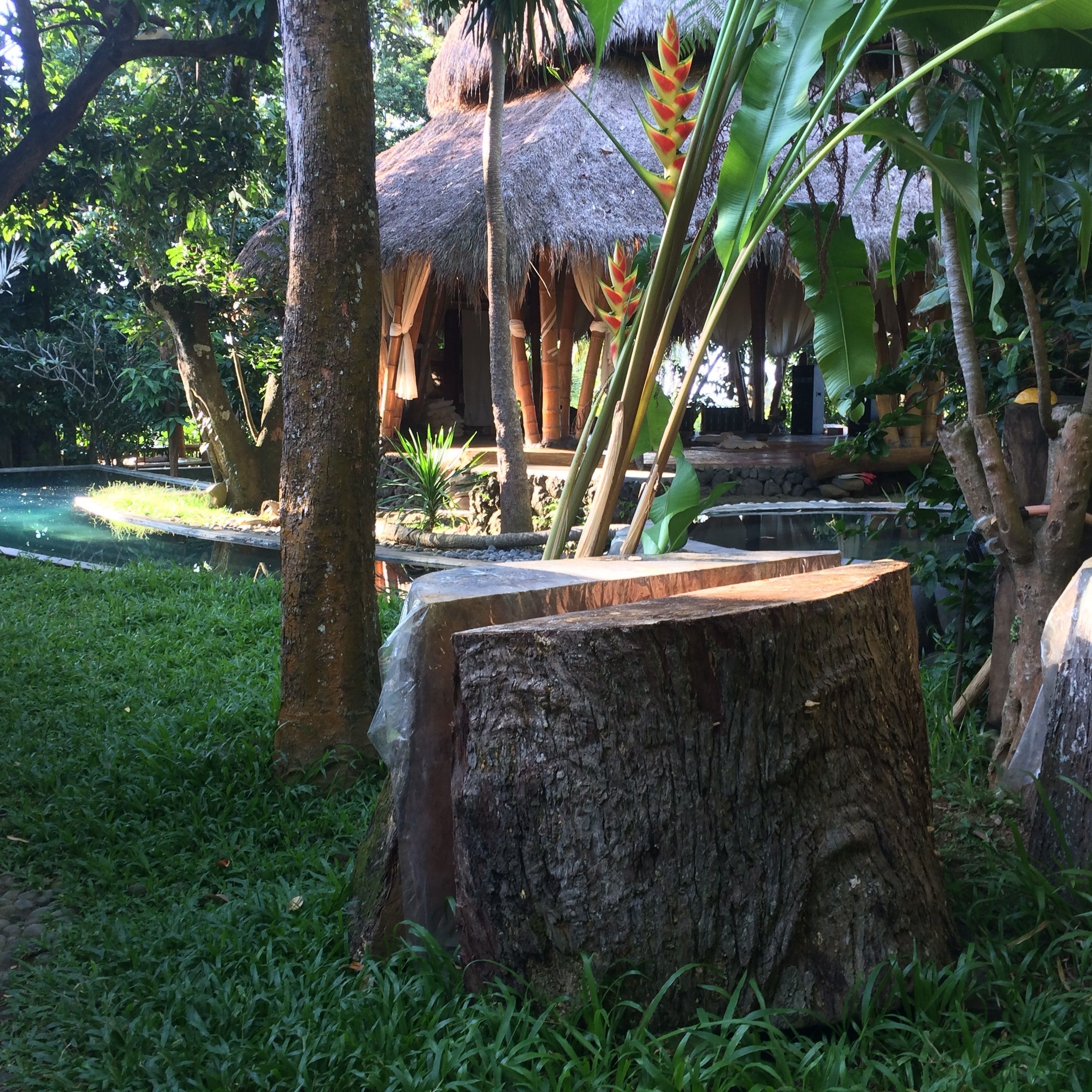 Un giardino tropicale con una struttura a tetto di paglia, uno stagno e un grande ceppo d'albero.