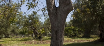Horizonte Cretan Cottage
