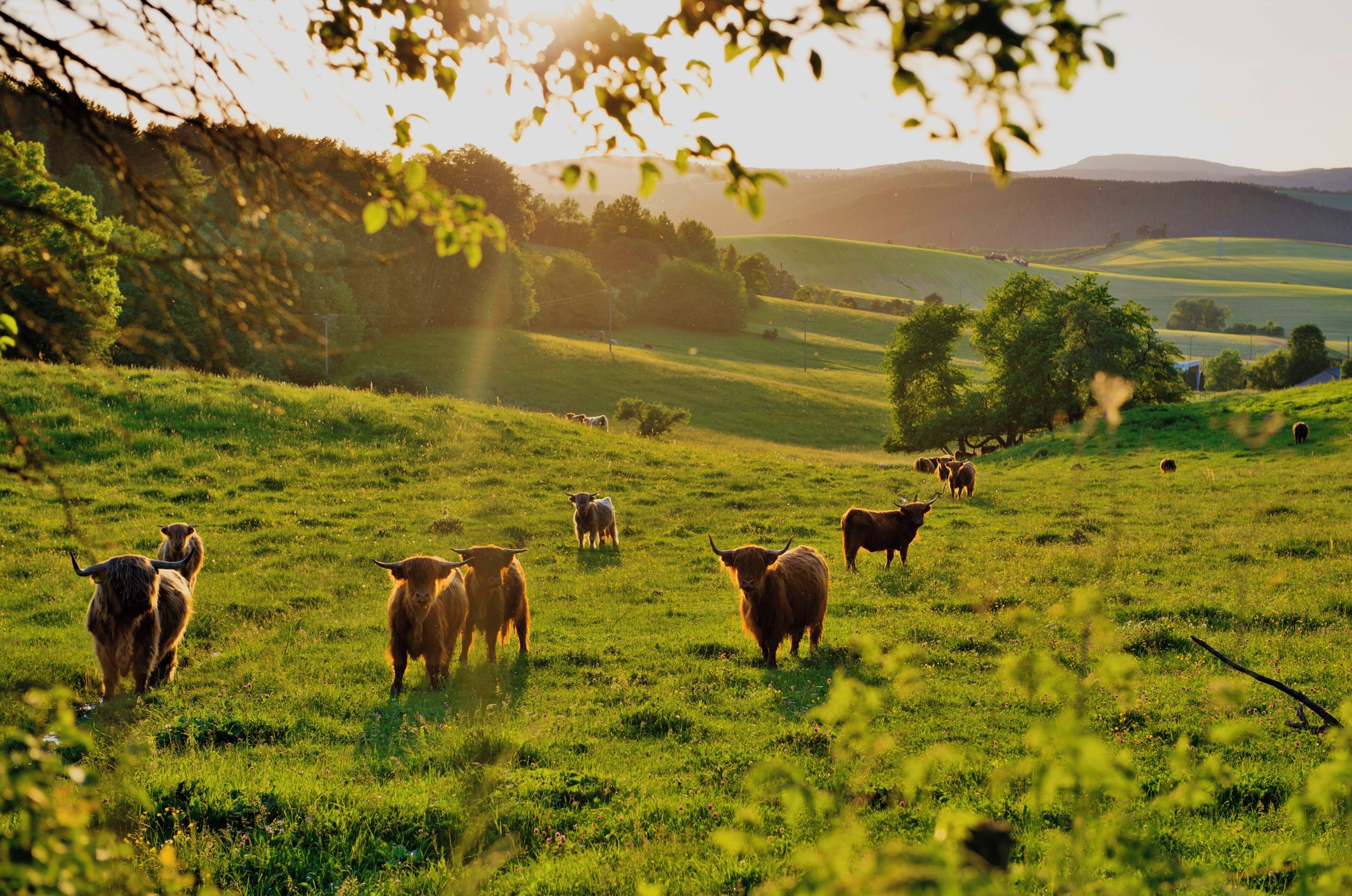 Un champ herbeux où paissent des bovins.