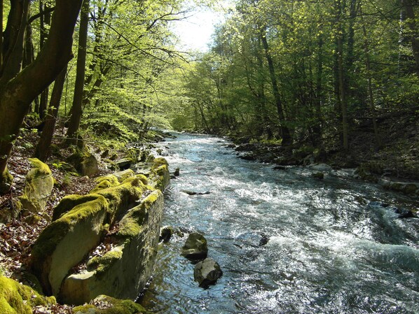 A river flowing through a forested area with moss-covered rocks and dense trees. - Flair Hotel Waldfrieden (Schwarzatal)