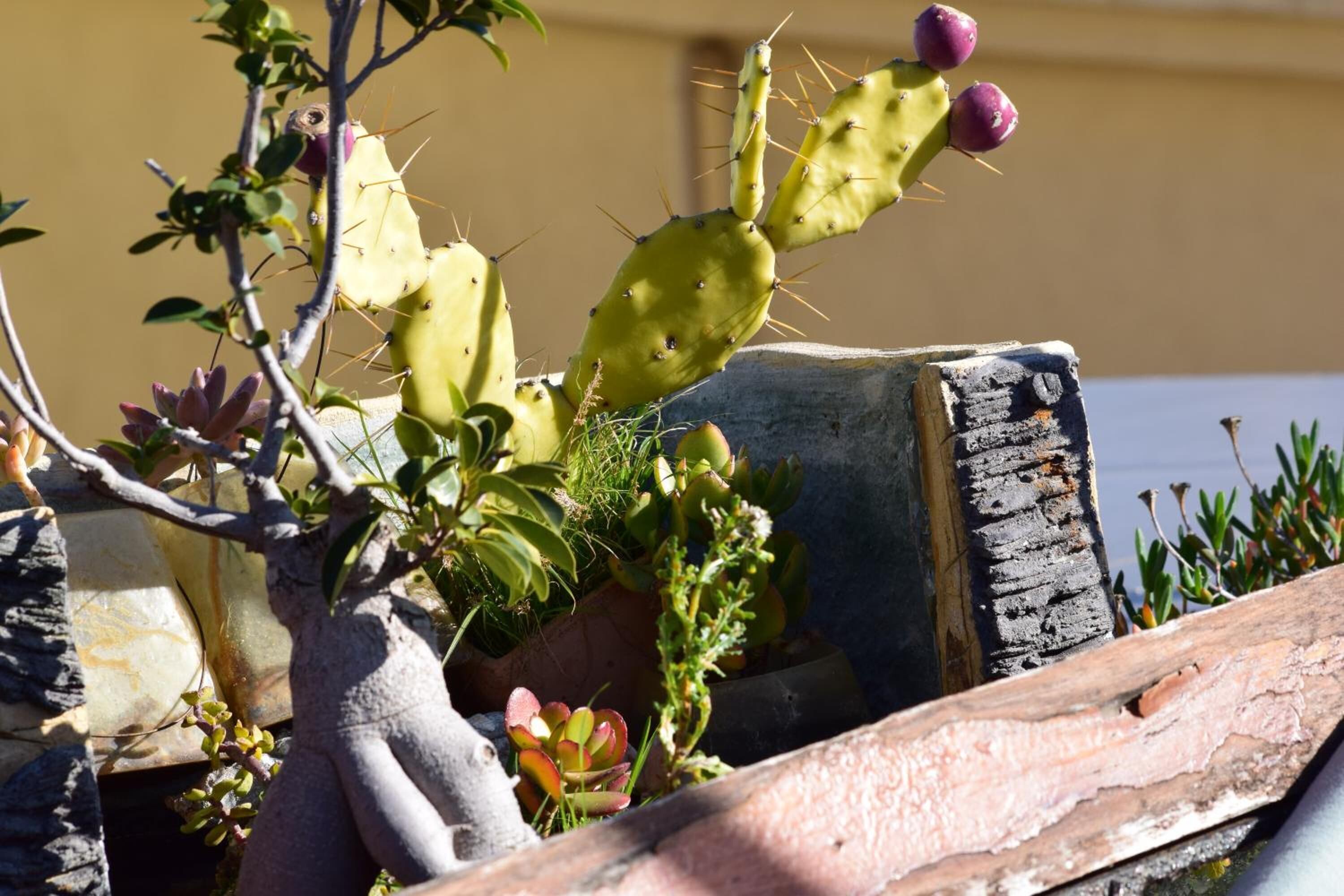 Foto - Il Trespolo Degli Angeli