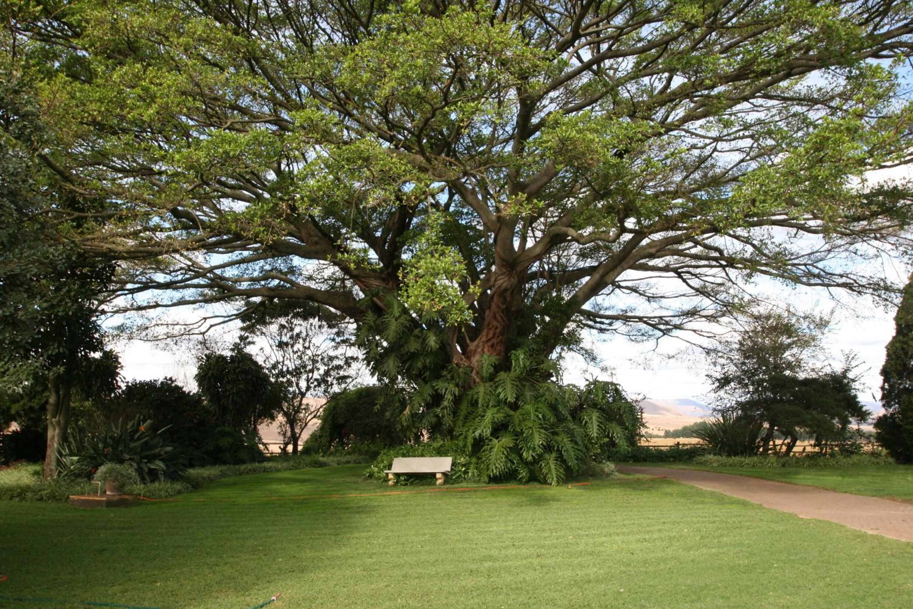 A large tree with a bench under it in a park.