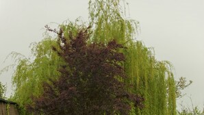 A tree with green and purple foliage in a grassy area. - La Casona de Luis (Santillana del Mar)