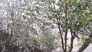 A garden with flowering trees, a wooden fence, and a concrete planter.
