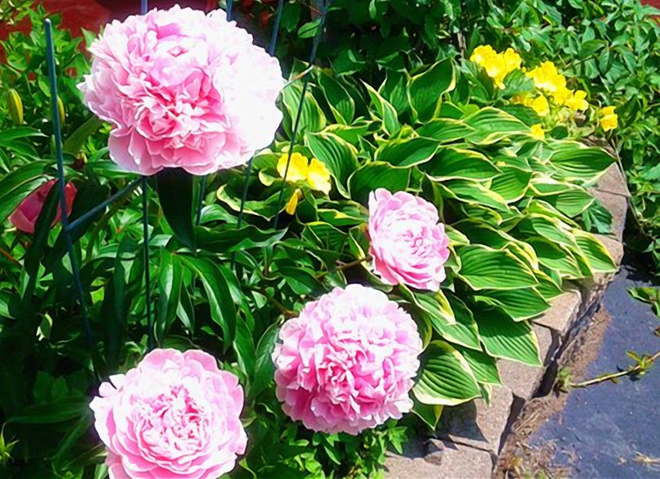 A garden with pink flowers and green foliage.