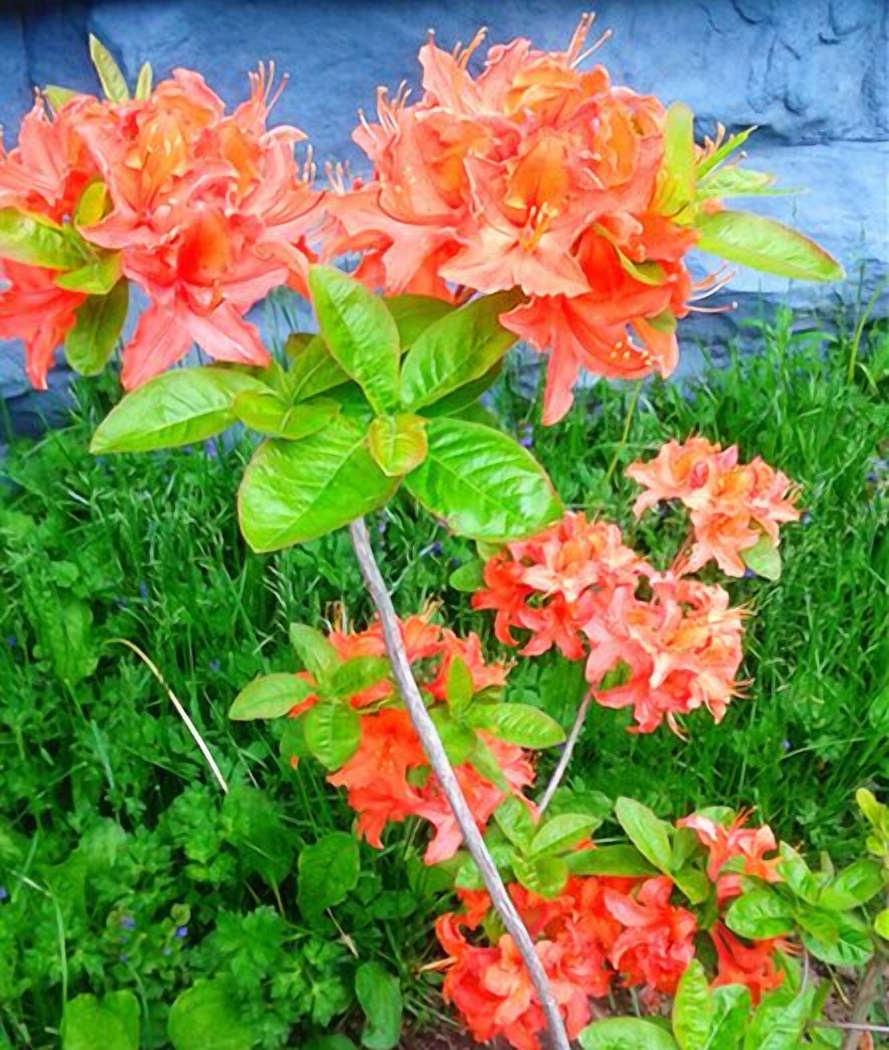 Un jardín con flores anaranjadas y follaje verde.
