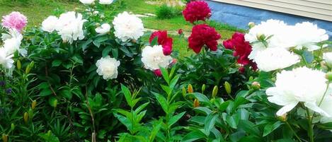 A garden with various peonies in full bloom.