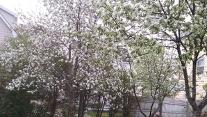 A garden with blooming trees and a pathway. - Glory Guest House (Moncton)