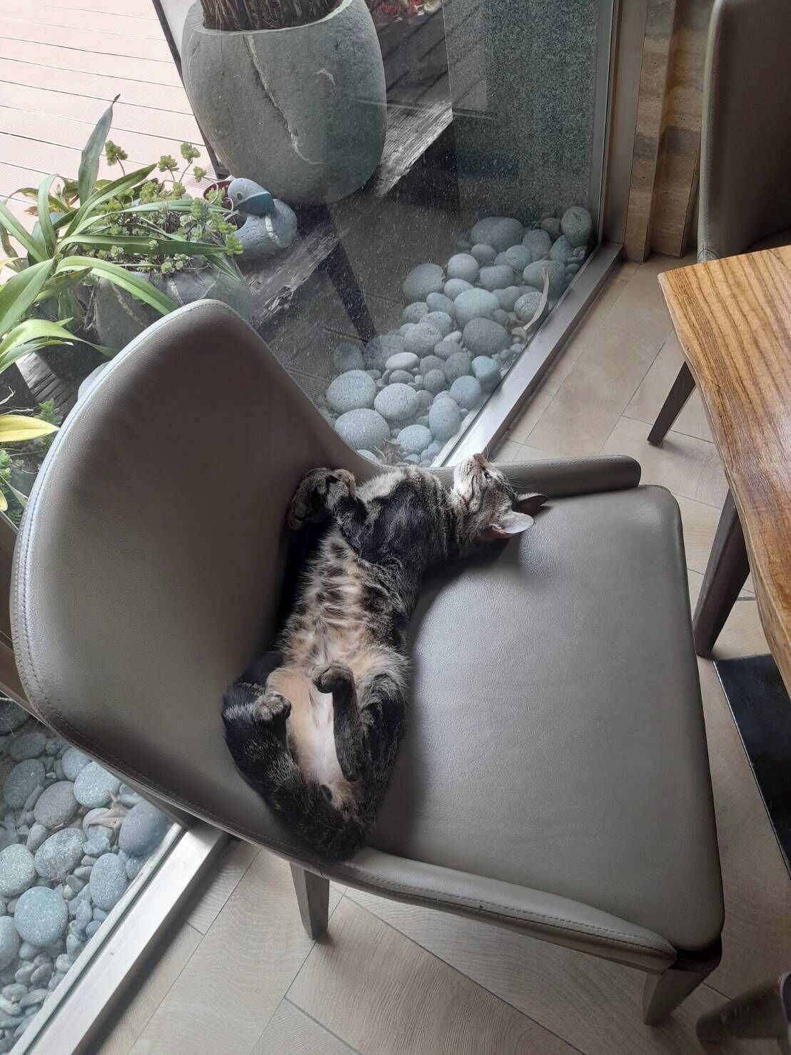 Un gato acostado boca arriba sobre una silla, una mesa de vidrio con guijarros y una mesa de madera en una habitación con suelo de baldosas.