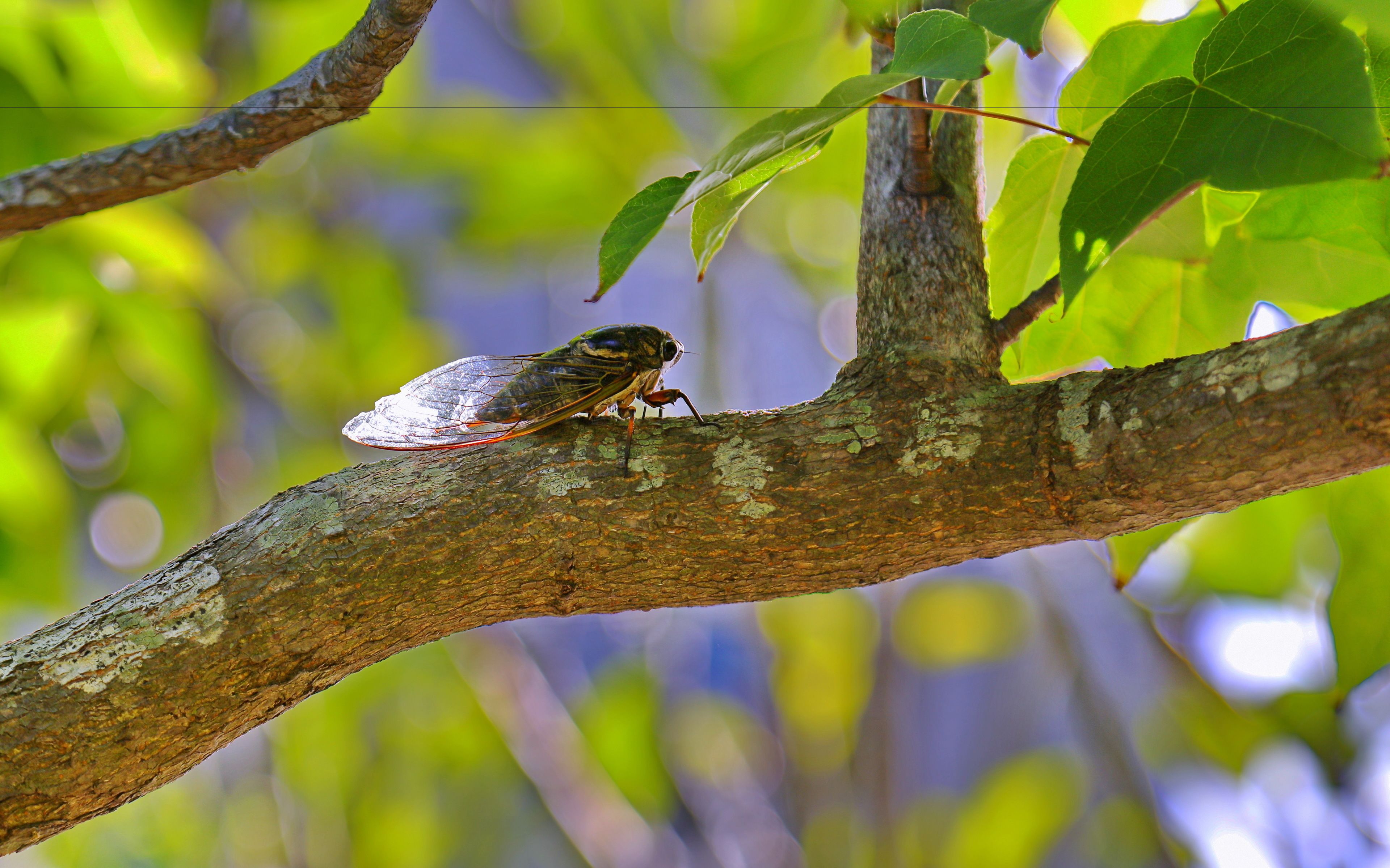 A cicada perched on a tree branch.