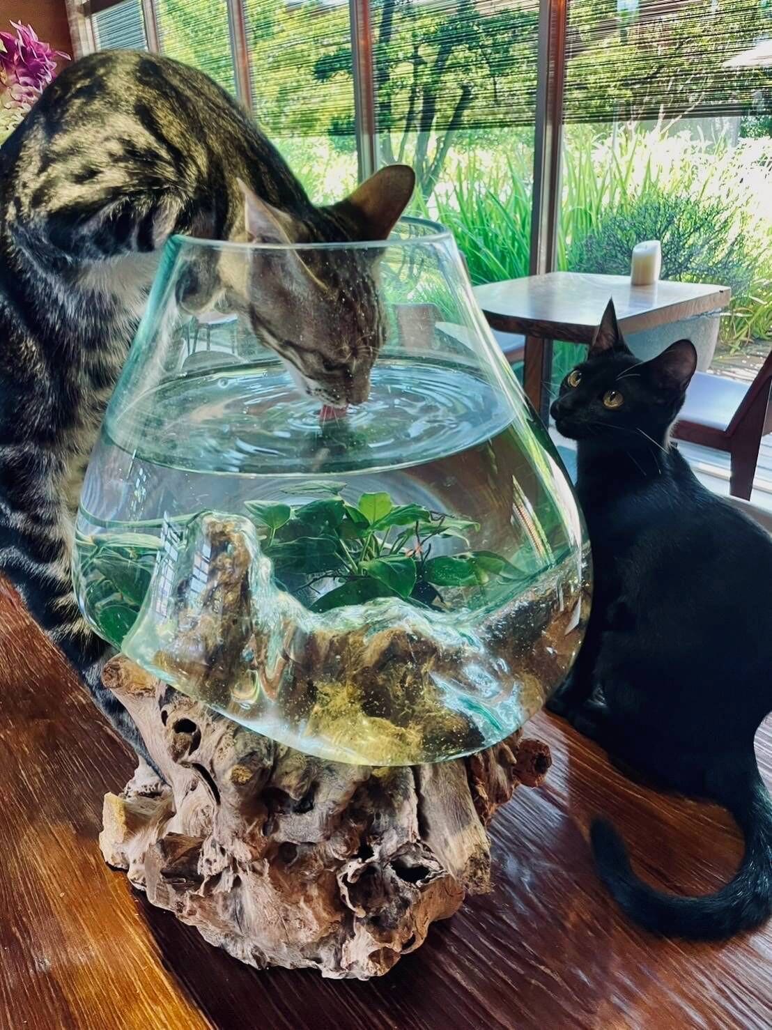 宠物友善