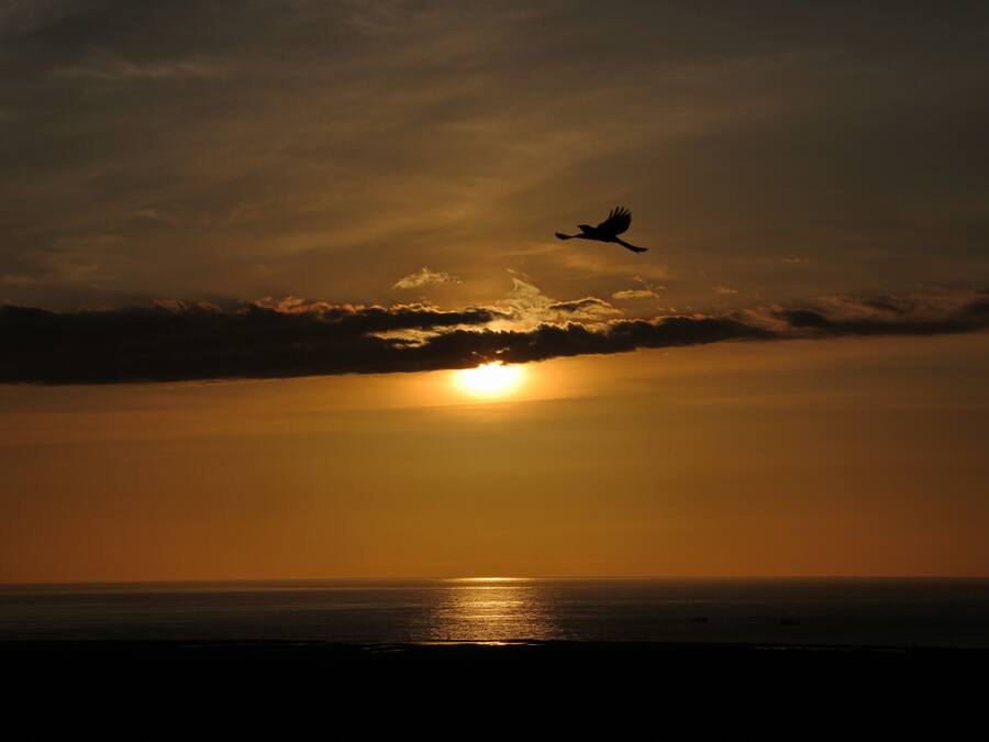 Um pôr do sol sobre o oceano com a silhueta de um pássaro voando.
