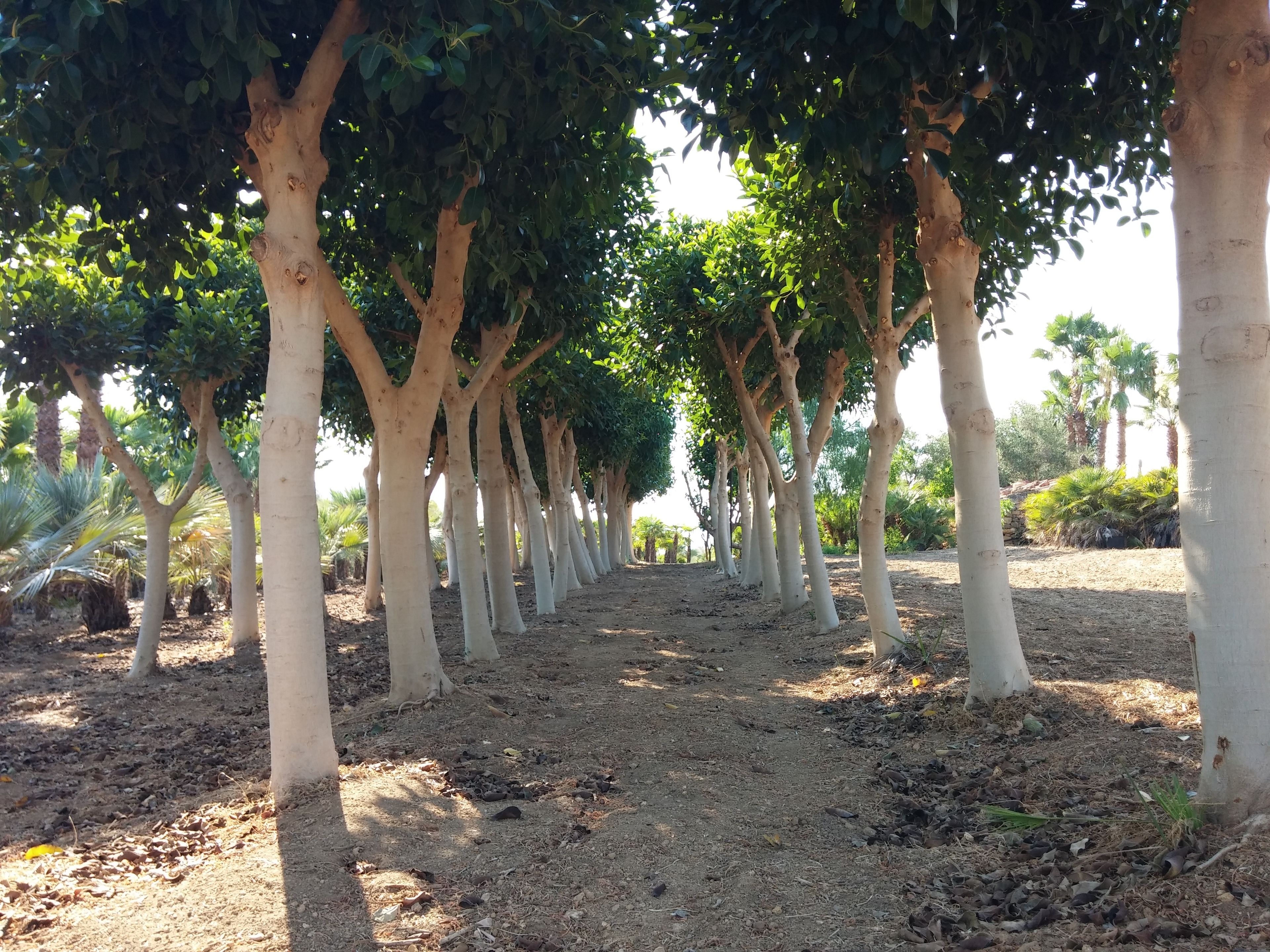 Un sendero bordeado de árboles en un jardín.
