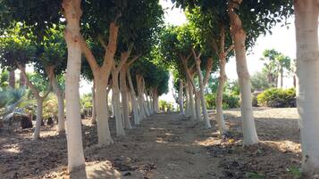Un sendero bordeado de árboles en un jardín.