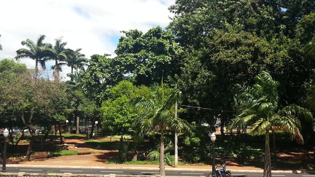 Une route asphaltée avec un terre-plein central et des arbres, notamment des palmiers.