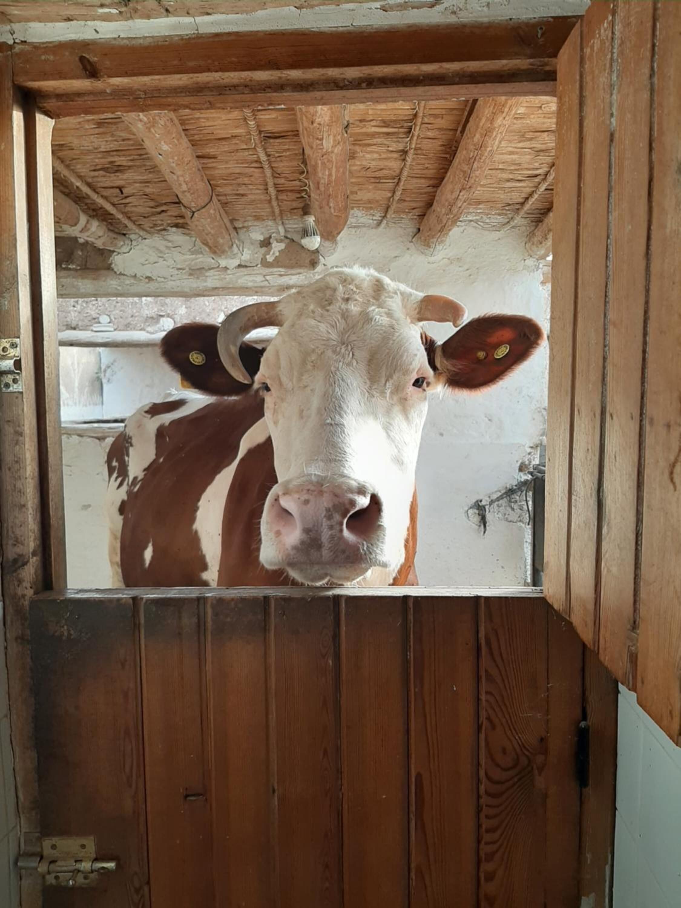 Foto - Jnane Tihihit