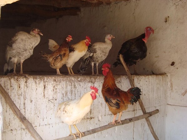 Un grupo de gallinas sobre un tosco repisa de madera.