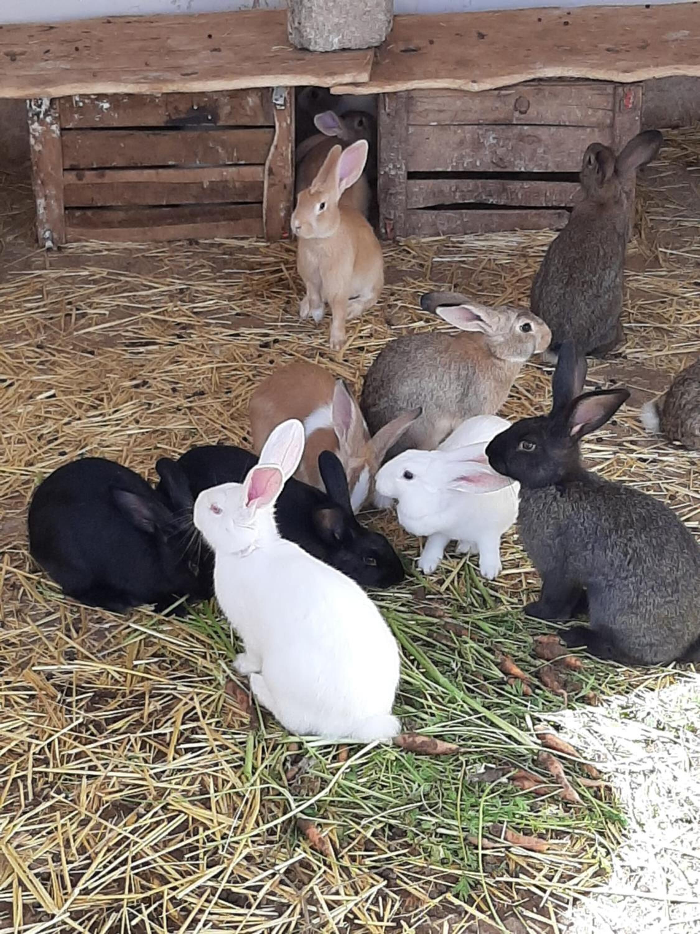 A group of rabbits in a wooden enclosure with hay on the floor.
