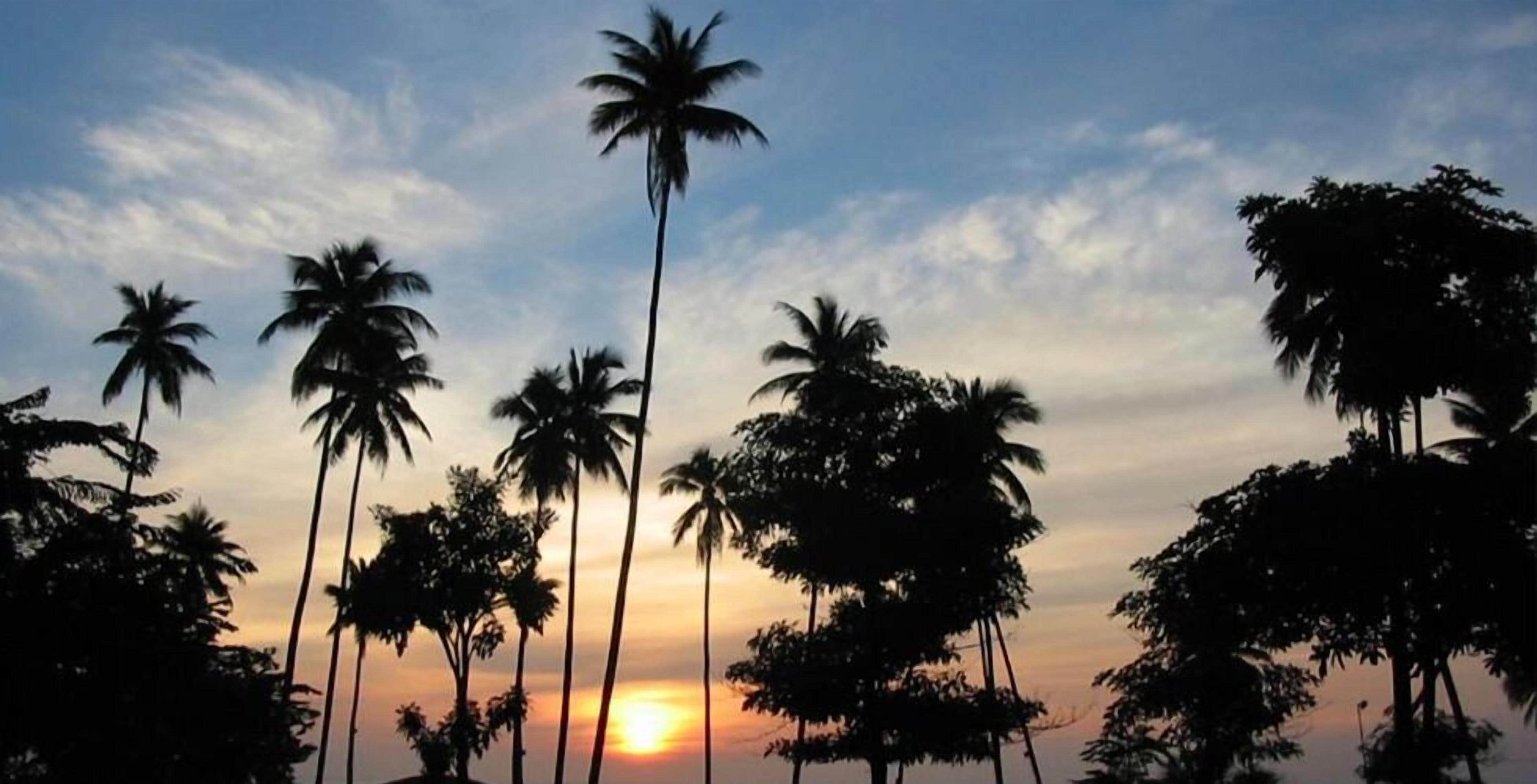 A sunset with palm trees silhouetted against the sky.