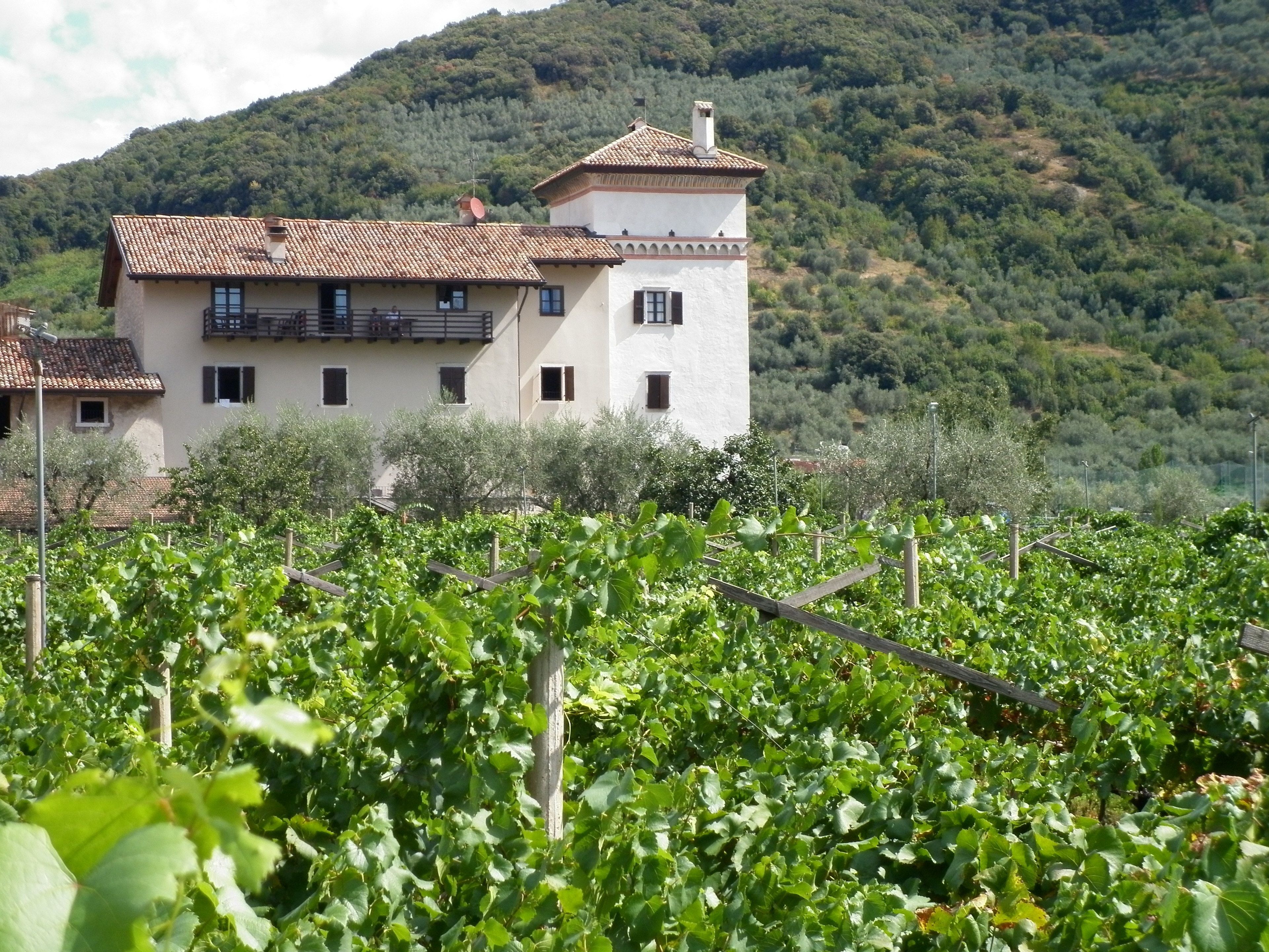 A two-story building with a tiled roof, surrounded by a vineyard.