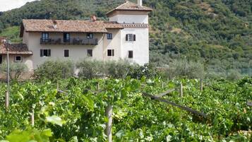 A two-story building with a tiled roof, surrounded by a vineyard.
